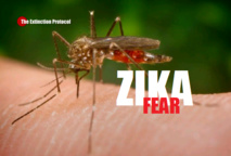 Bacteria hampers mosquitoes' ability to spread Zika: study Bacteria hampers mosquitoes' ability to spread Zika: study