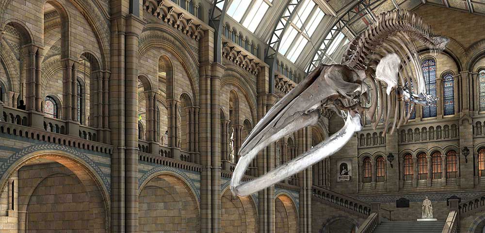 'Hope' the whale replaces 'Dippy' as London museum's skeleton star