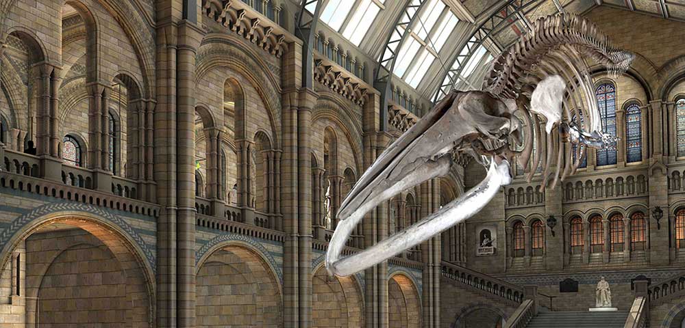 'Hope' the whale replaces 'Dippy' as London museum's skeleton star 'Hope' the whale replaces 'Dippy' as London museum's skeleton star