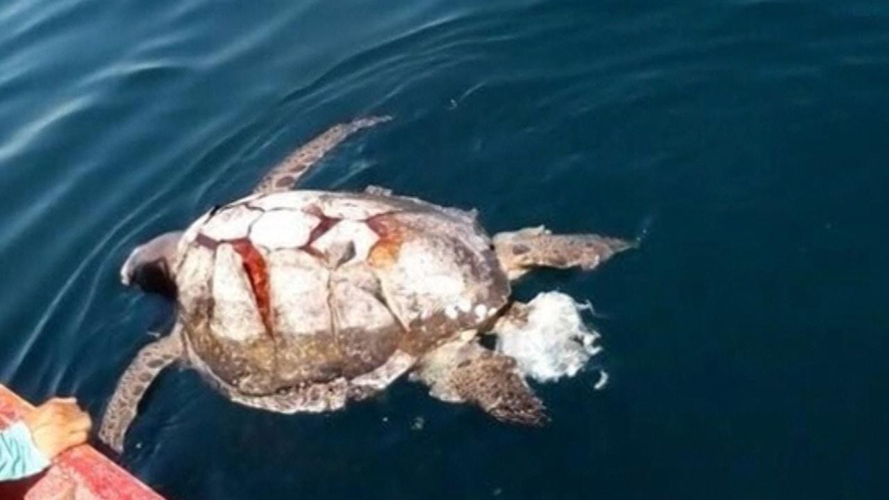 Hundreds of turtles die of microalgae poisoning off El Salvador Hundreds of turtles die of microalgae poisoning off El Salvador