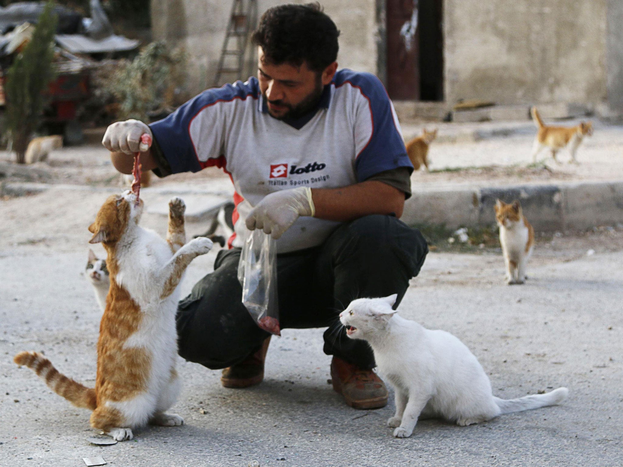 Syria's 'cat man' brings hope to abandoned animals in Idlib