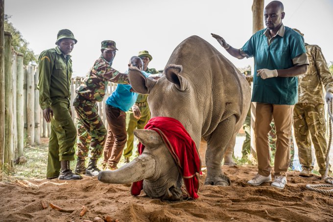 Rhino egg harvesting gives conservationists hope