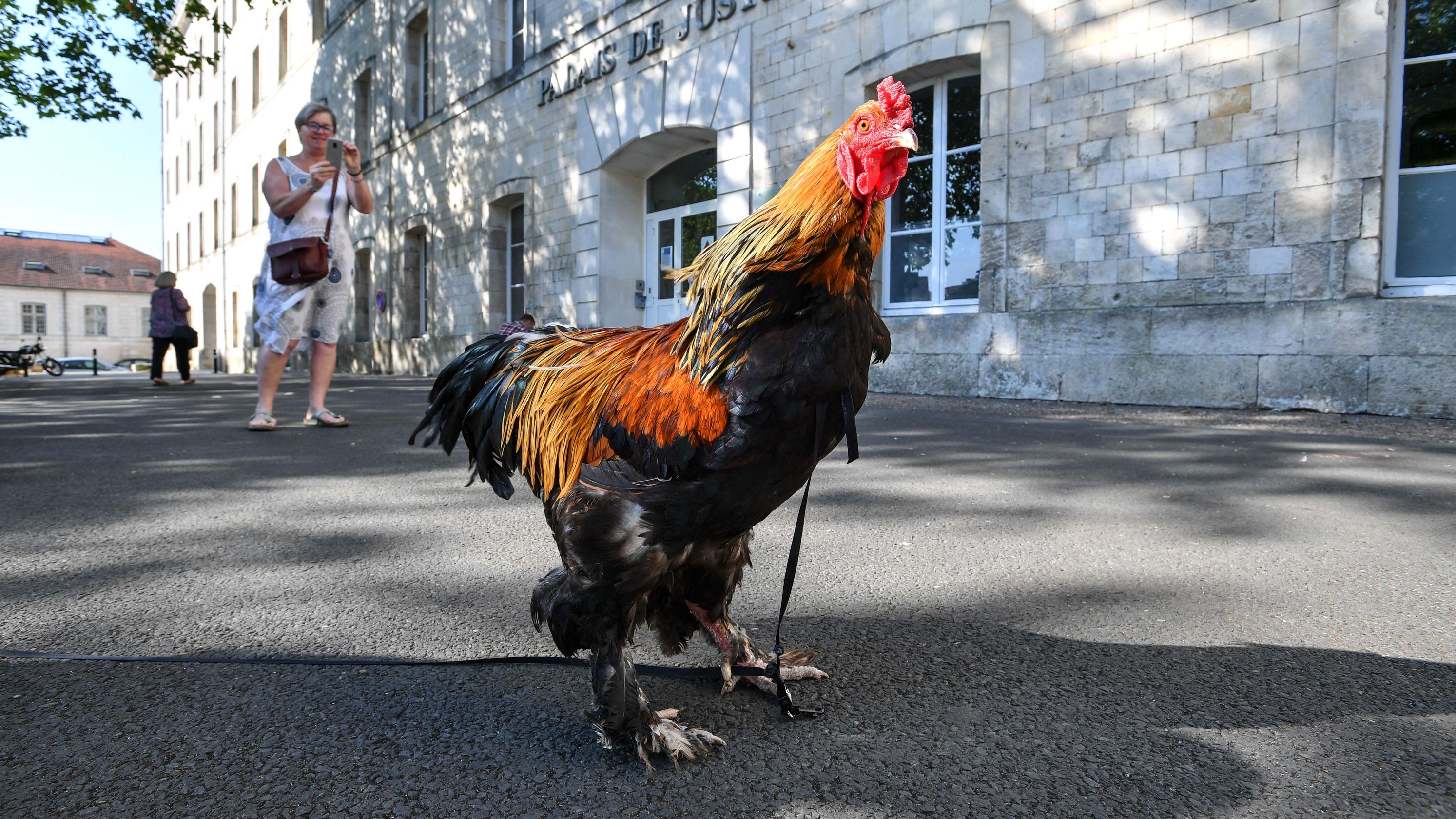 Rooster killed Australian woman collecting eggs, pathologist finds