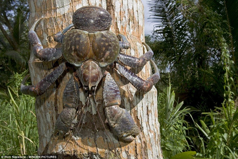 Giant robber crab suspected of stealing 4,000-dollar camera