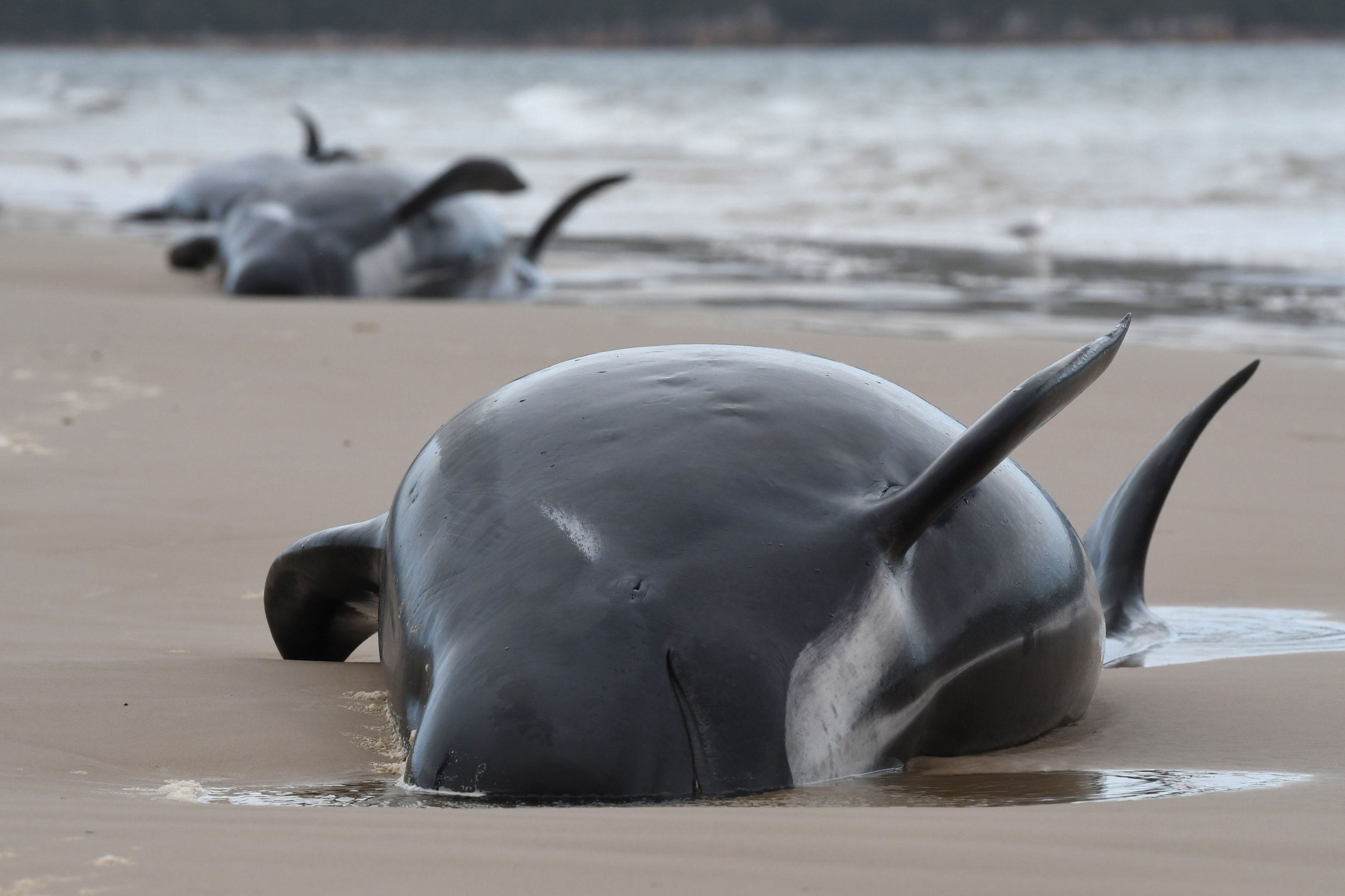 Rescuers confirm 380 whales dead in Australia's worst stranding