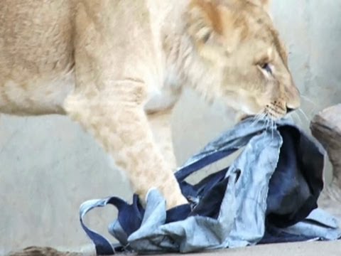 Japan zoo makes wild fashion statement with lion-ripped jeans