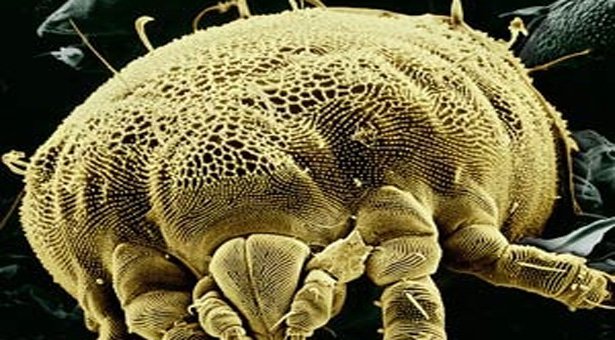 World's first microbe 'zoo' opens in Amsterdam World's first microbe 'zoo' opens in Amsterdam