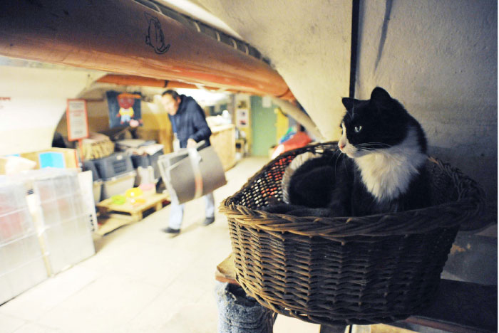 The nine lives of Russia's Hermitage cats
