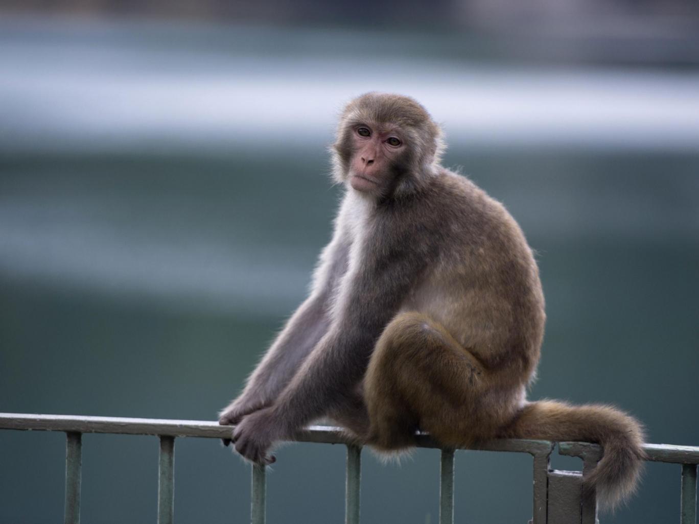 Chinese scientists create 'autistic' monkeys