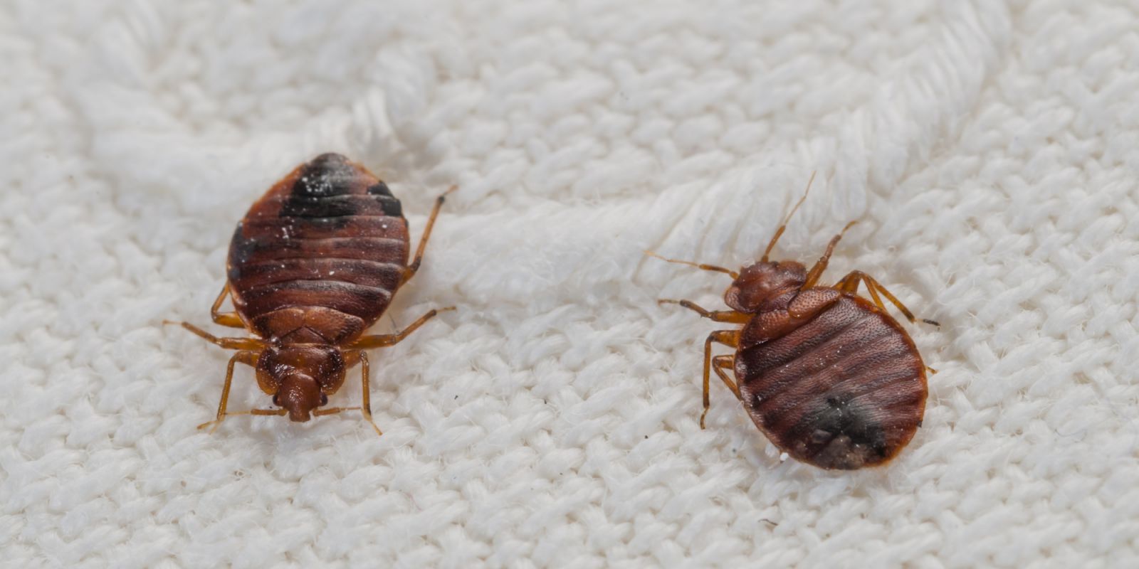 Genes show why bedbugs are tough suckers to kill Genes show why bedbugs are tough suckers to kill