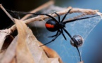 Spider bites Australian man on penis again