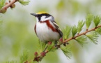 Record-shattering birds stay in air for 10 months: study