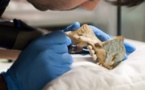 Ancient Mixtec skull art a forgery: Dutch museum