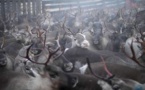 A reindeer's perilous journey in Swedish Lapland