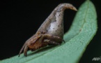 Indian scientists name new spider after Harry Potter hat