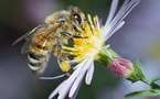 Busy and valuable: Bees are worth 220 billion dollars a year