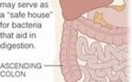 Helpful Bacteria May Hide in Appendix