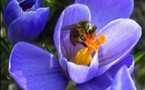 Busy and valuable: Bees are worth 220 billion dollars a year