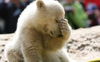 Zoo keeper of Knut the polar bear dead: police