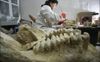 Huge dinosaur discovery in China: state media