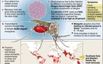 Australian researchers claim breakthrough on dengue fever