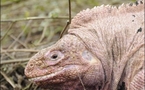 Pink iguanas discovered on Galapagos Islands