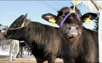 Japan scientists clone legendary bull