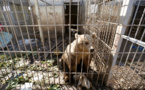 Mosul zoo lion and bear flown out of Iraq