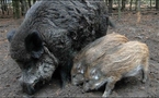 Estonia's "Boar TV" is a hit with nature lover