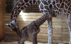April the giraffe gives birth to calf in New York zoo