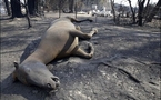 Australian wildlife devastated by fires, say carers