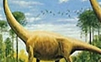 Long-necked dinos didn't reach for the skies