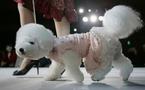 It's a dog's life! Russian canine fashion defies crisis