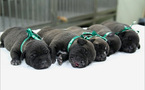 SKorean researchers clone glowing puppies