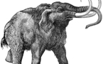 Doomed mammoths hung on for millennia