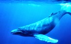 Banned trade in whale meat is picking up