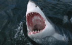 Hollywood seeks to scare new generation with shark thriller