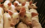 Canadian natives want swine flu vaccine first