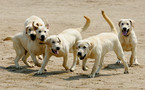 South Korean customs deploy six cloned sniffer dogs