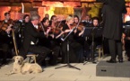 Turkish dog steals hearts at classical concert