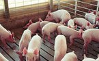 Mexico swine flu cases jump, LatAm deaths soar