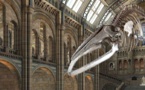 'Hope' the whale replaces 'Dippy' as London museum's skeleton star