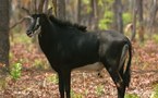 Once feared extinct, Angolan sable wins new hope for survival