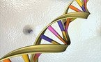 DNA sweep finds new genes linked to diabetes