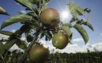 Manuscript account of Newton's apple made public