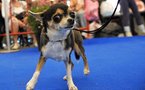 Pooch power: Small dogs originated in Middle East
