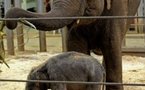 'Miracle' birth of baby elephant, says zoo