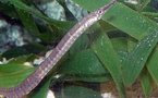 Male pregnancy and abortion: The sex life of pipefish