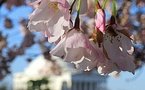 US capital's Cherry Blossom Festival is a tourist magnet