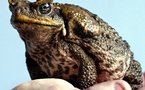 Toad is a telltale for impending quakes: scientists